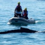 Baleia-jubarte é resgatada pela segunda vez em Ubatuba após novo enredamento em rede de pesca