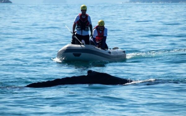 Baleia-jubarte é resgatada pela segunda vez em Ubatuba após novo enredamento em rede de pesca