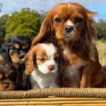 Polícia Civil de Caraguatatuba investiga o furto de quatro cães da raça Cavalier King Charles Spaniel