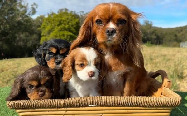 Polícia Civil de Caraguatatuba investiga o furto de quatro cães da raça Cavalier King Charles Spaniel