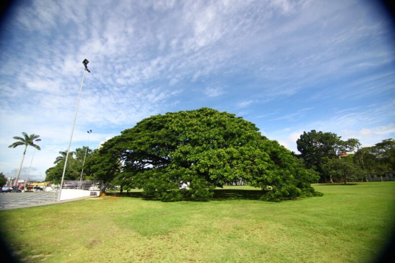 Árvore chorona no Parque da Cidade em Sâo José dos Campos