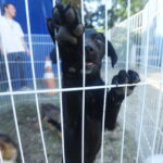 Feira de adoção e vacinação de pets movimenta CCZ no sábado