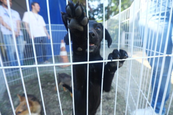 Feira de adoção e vacinação de pets movimenta CCZ no sábado