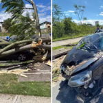 Carro após queda de árvore na zona Sul de São José dos Campos