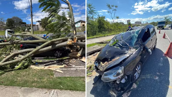 Carro após queda de árvore na zona Sul de São José dos Campos