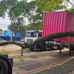 Galhos de árvores caem em vias da região central de São José dos Campos
