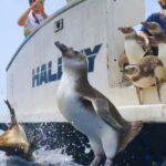 Instituto Argonauta devolve ao mar 17 pinguins reabilitados em Ubatuba