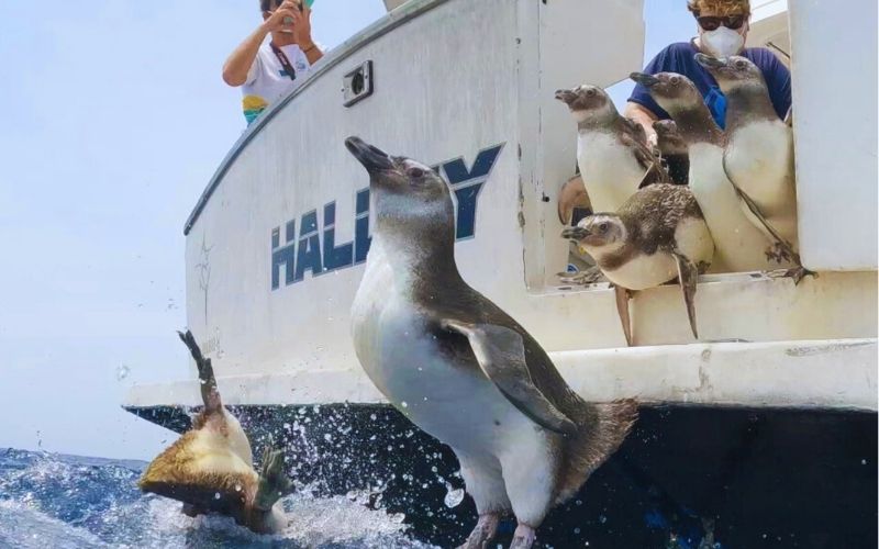 Instituto Argonauta devolve ao mar 17 pinguins reabilitados em Ubatuba