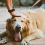 Encontro de goldens agita shopping de São José neste fim de semana