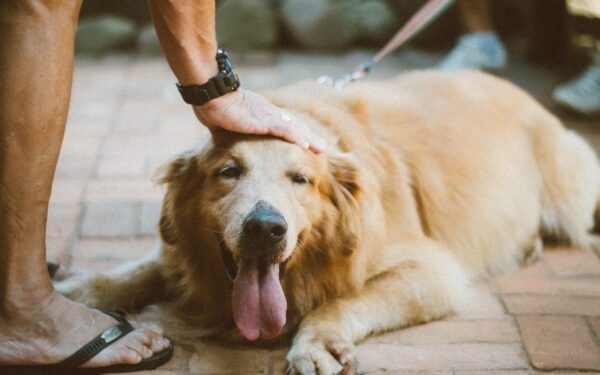 Encontro de goldens agita shopping de São José neste fim de semana