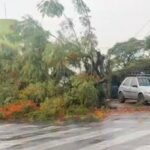 Árvore cai próximo ao Terminal Central e afeta circulação local