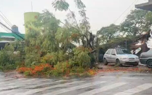 Árvore cai próximo ao Terminal Central e afeta circulação local