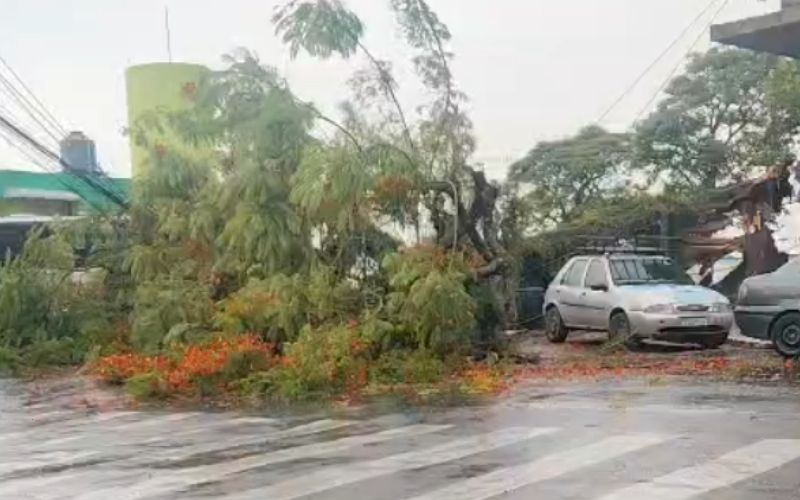 Árvore cai próximo ao Terminal Central e afeta circulação local