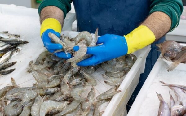 Defeso do camarão começa no Litoral Norte e proíbe pesca até o fim de abril