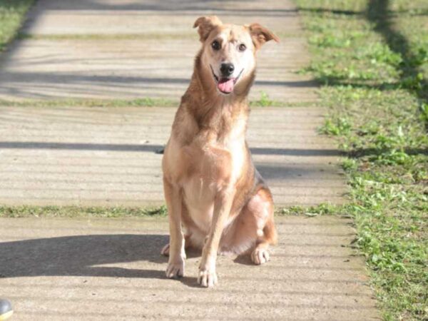 Feira de adoção no CCZ de São José reúne 100 cães e gatos em busca de um novo começo