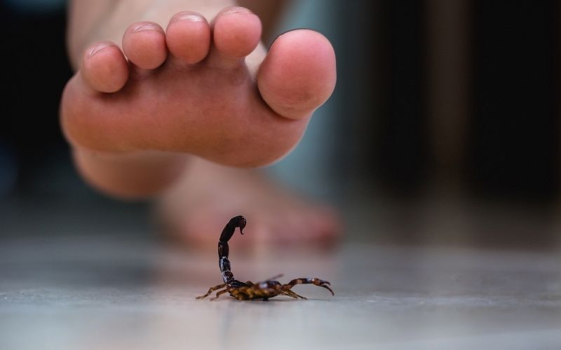 Hospital Municipal alerta para aumento de acidentes com animais peçonhentos durante o verão