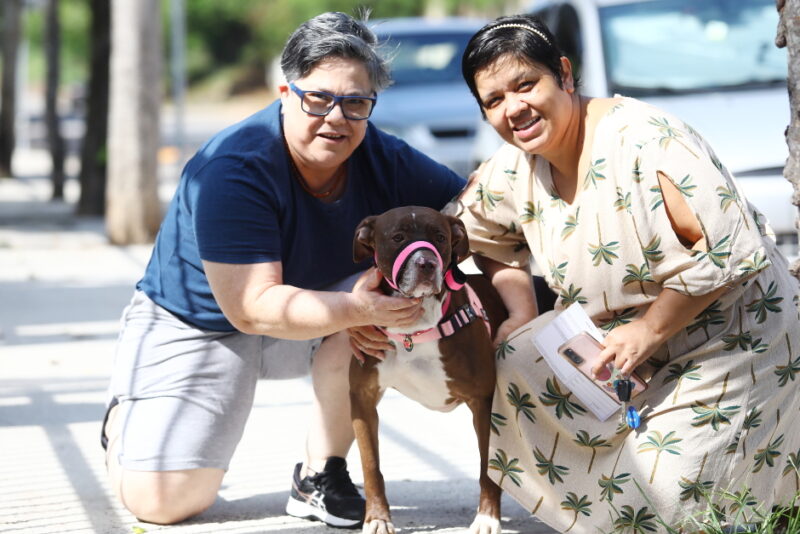 Primeira feira de adoção de cães e gatos deste ano será no dia 31