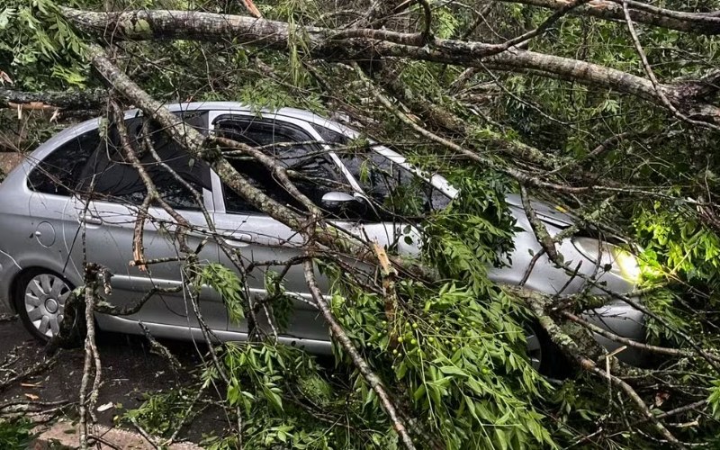 Queda de árvore interdita a SP-50 por cerca de quatro horas entre a tarde e a noite em São José