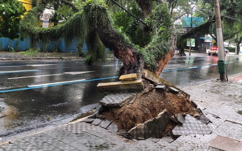 Chuva provoca queda de árvores, interdições e falta de energia em São José dos Campos