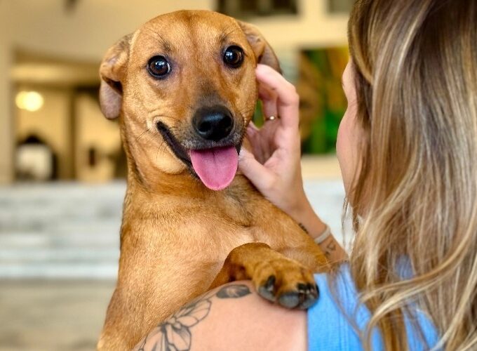 Lei autoriza sepultamento de cães e gatos em jazigos familiares em São Paulo