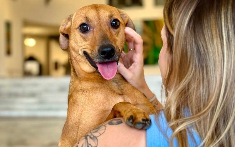 Lei autoriza sepultamento de cães e gatos em jazigos familiares em São Paulo