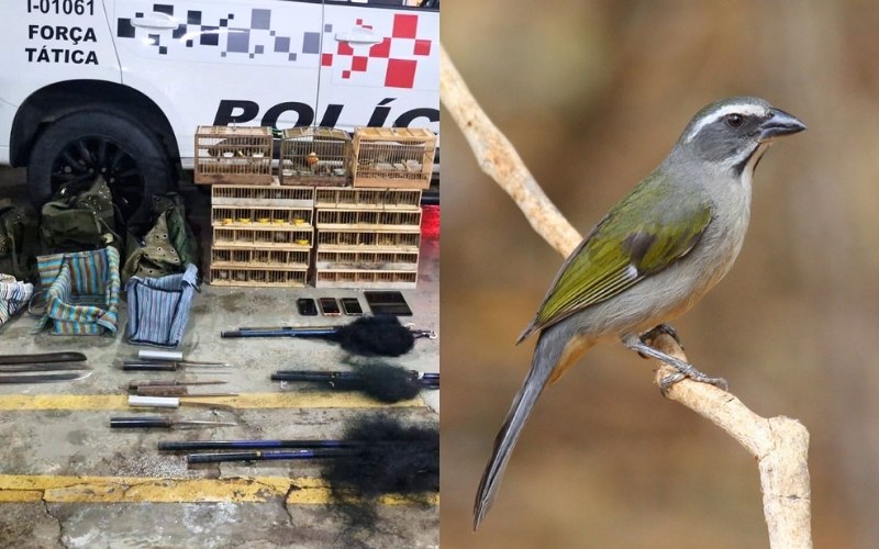 Pai e filho são presos por crime ambiental em São José dos Campos