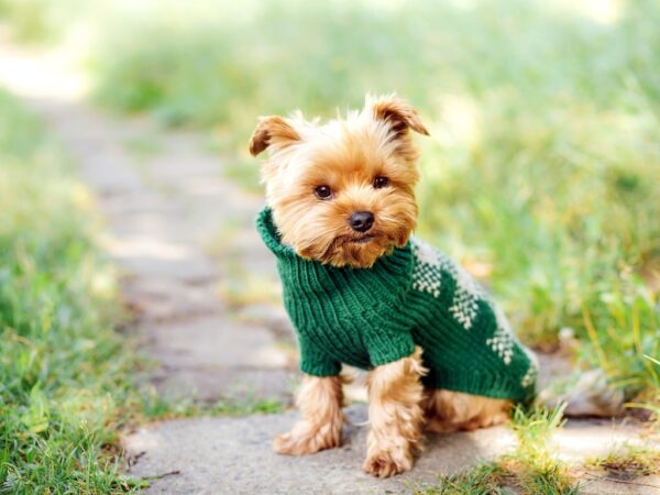 Prefeitura de Jacareí oferece 16 vagas em curso gratuito de moda pet