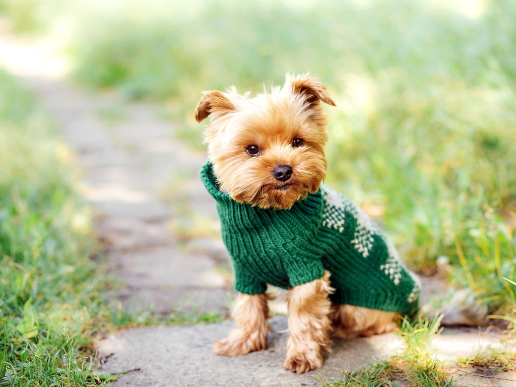 Prefeitura de Jacareí oferece 16 vagas em curso gratuito de moda pet