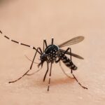 Vale do Paraíba registra 706 casos de dengue em 2026 e confirma primeira morte do ano