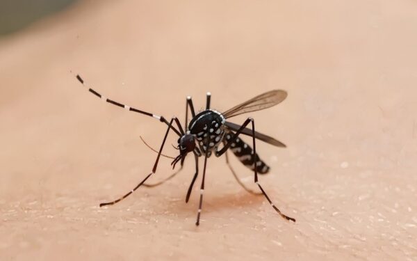 Vale do Paraíba registra 706 casos de dengue em 2026 e confirma primeira morte do ano