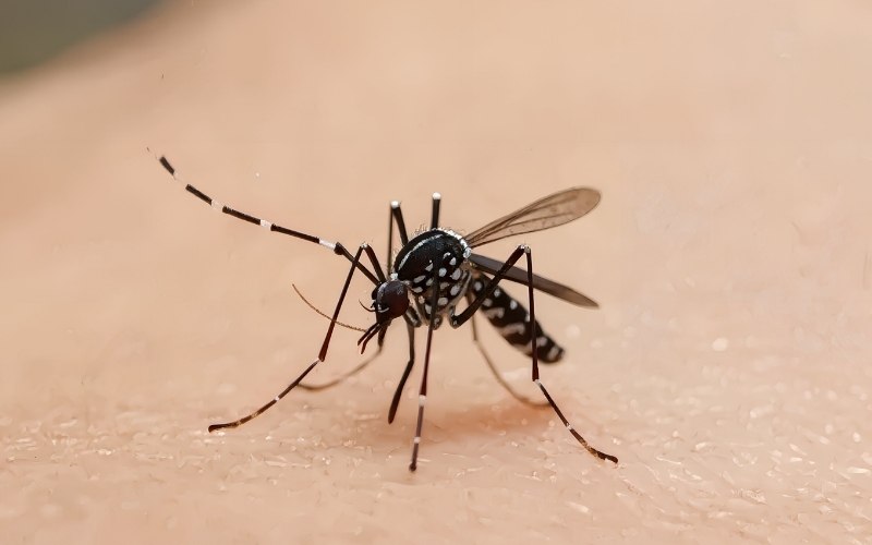 Vale do Paraíba registra 706 casos de dengue em 2026 e confirma primeira morte do ano