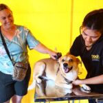 Inscrições para mil vagas de castração gratuitas começam nesta terça em São José