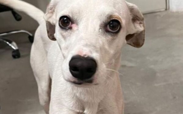 Cadela Matilda