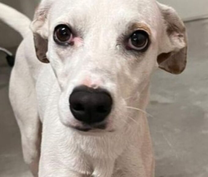 Cadela Matilda