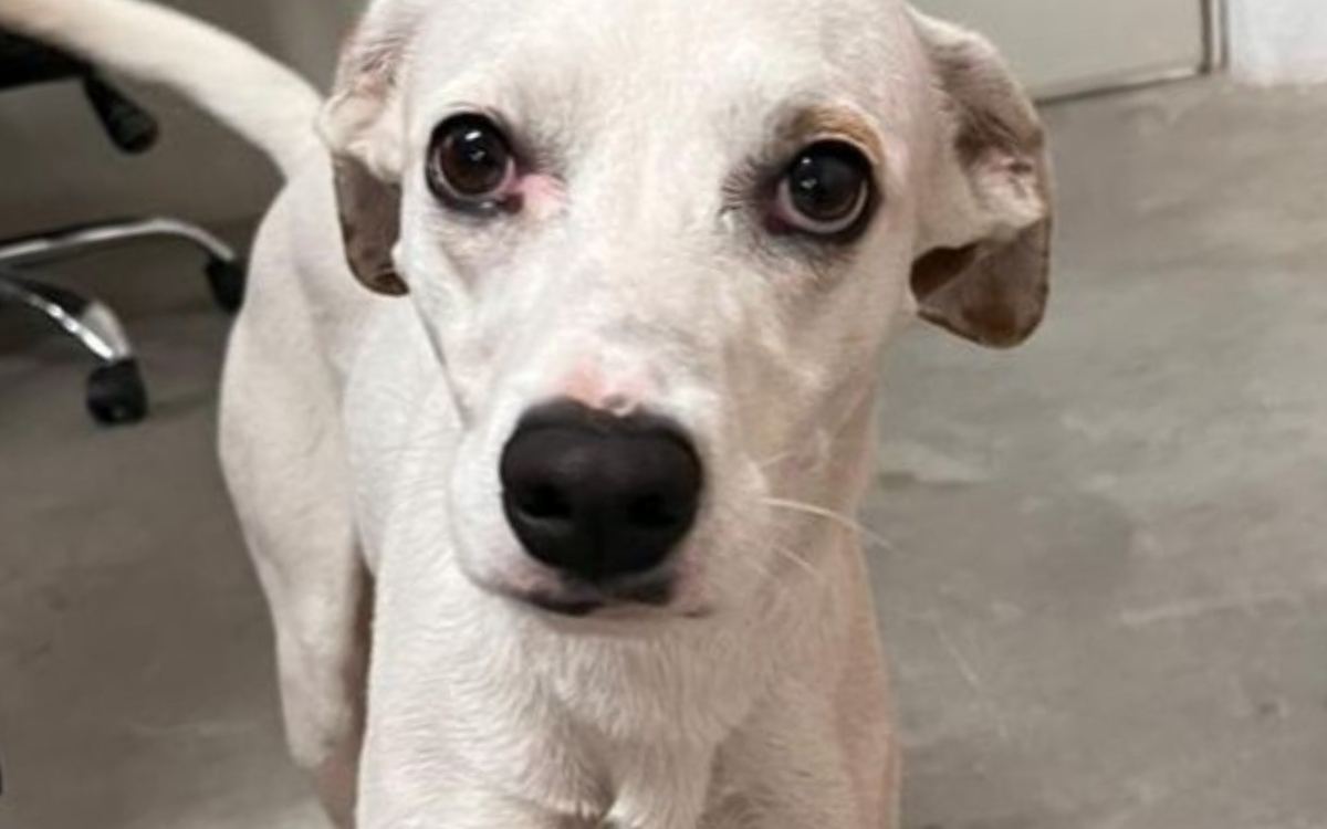 Cadela Matilda