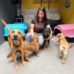 Meu Pet Feliz abre mil vagas para castração e microchipagem gratuitas nesta terça-feira em São José dos Campos