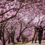 55ª Festa da Cerejeira em Flor em Campos do Jordão: datas, ingressos e programação de agosto