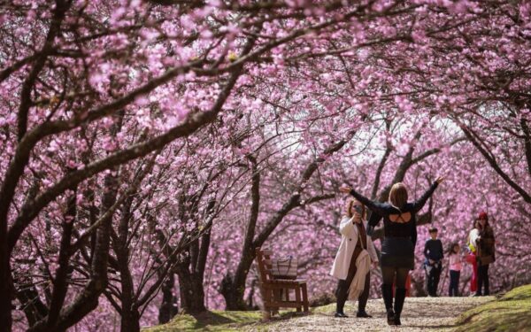 55ª Festa da Cerejeira em Flor em Campos do Jordão: datas, ingressos e programação de agosto
