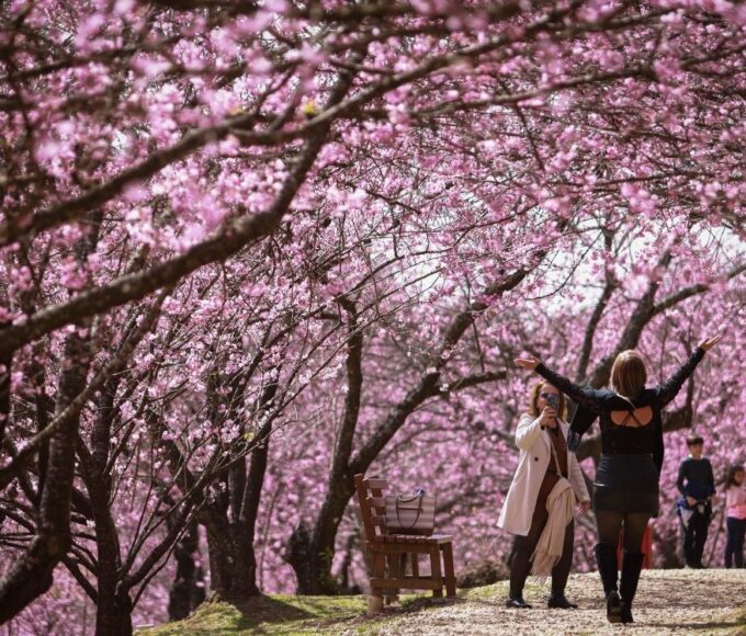55ª Festa da Cerejeira em Flor em Campos do Jordão: datas, ingressos e programação de agosto