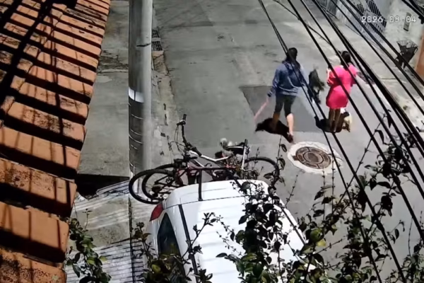 Menina de 11 anos fica ferida ao tentar separar ataque de cão a filhote em São José dos Campos