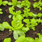 Curso gratuito de horta agroecológica abre 60 vagas em três UBSs de São José dos Campos