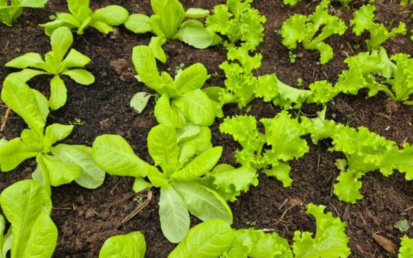 Curso gratuito de horta agroecológica abre 60 vagas em três UBSs de São José dos Campos