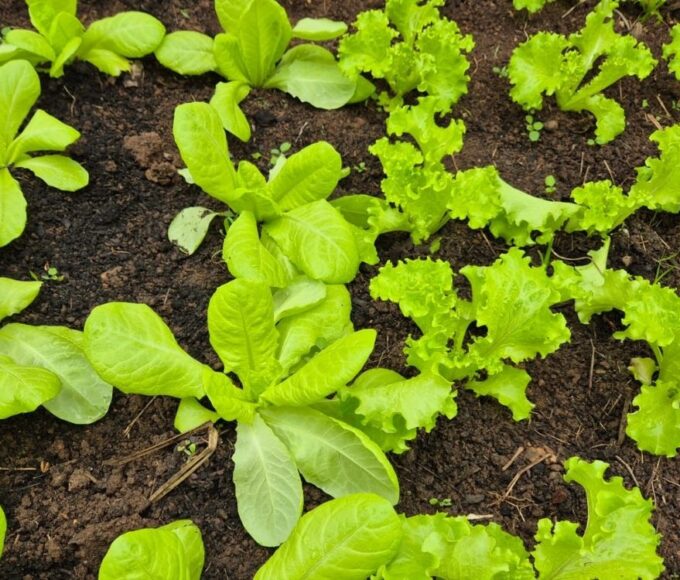 Curso gratuito de horta agroecológica abre 60 vagas em três UBSs de São José dos Campos