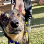 Feira de adoção neste sábado tem 55 cães disponíveis no CCZ de São José