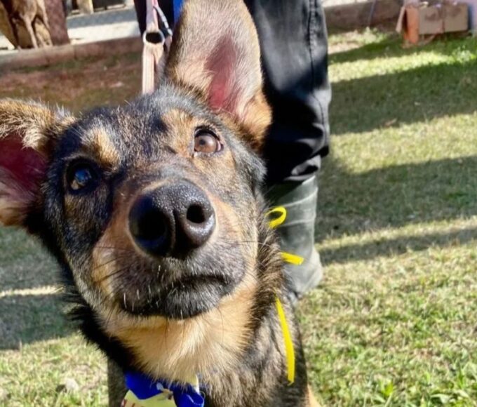 Feira de adoção neste sábado tem 55 cães disponíveis no CCZ de São José