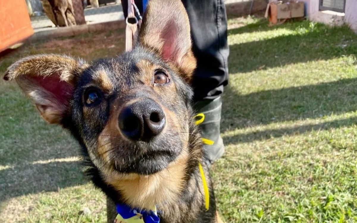 Feira de adoção neste sábado tem 55 cães disponíveis no CCZ de São José